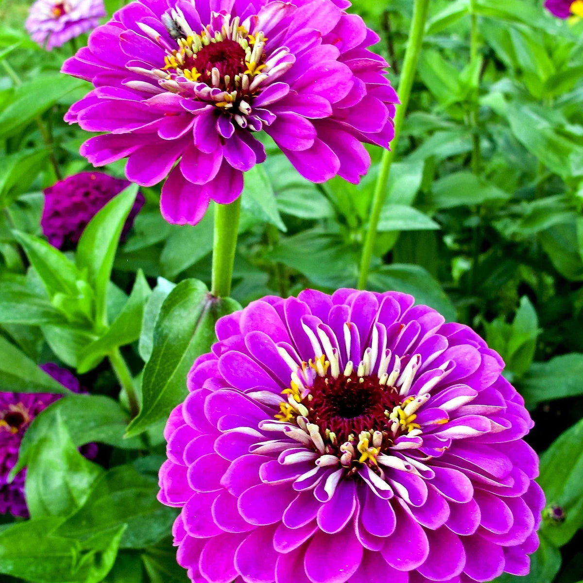 Zinnia Seeds 100+ Purple Flower Mix, Lavender Elegans Annual, Zinnia elegans, Garden Flower Seeds
