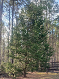 3 Live Southeastern Red Cedar Trees Seedlings Bare Root 10-12" Juniperus virginiana for Landscaping & Privacy
