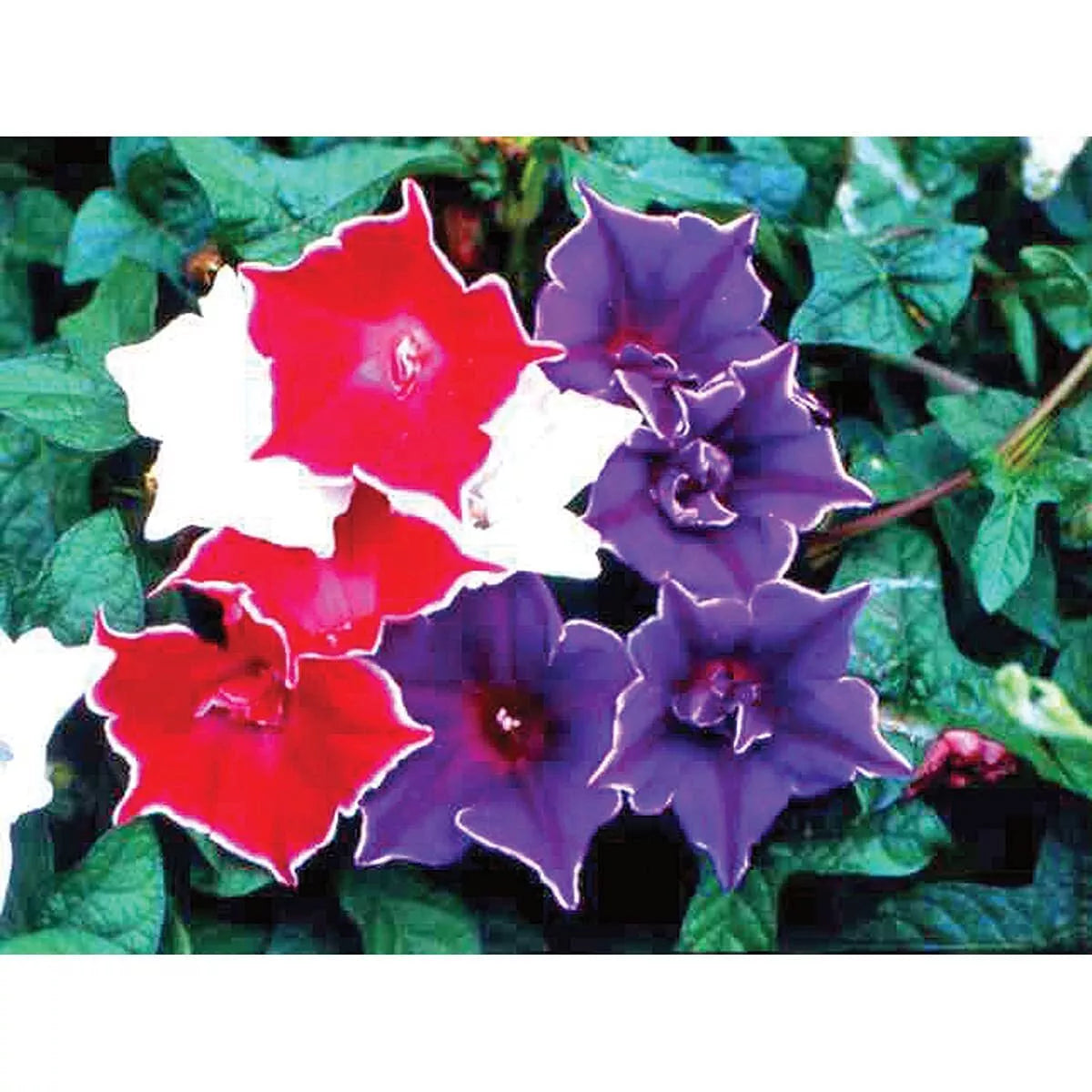 Morning Glory Seeds - Kikyo-Zaki Mix, 30 Seeds, Climbing Vine, Ipomoea tricolor, Vibrant Blue, Purple & White Flowers