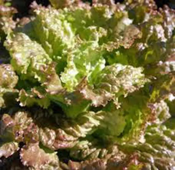 Red Romaine Lettuce Seeds – Heirloom Non-GMO Lactuca sativa for Home Garden, 50+ Packaged Seeds