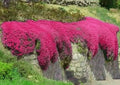 Red Creeping Thyme Seeds - 500+ Non-GMO Groundcover Seeds, Thymus serpyllum, Aromatic, Drought-Resistant, Perennial, Low-Growing