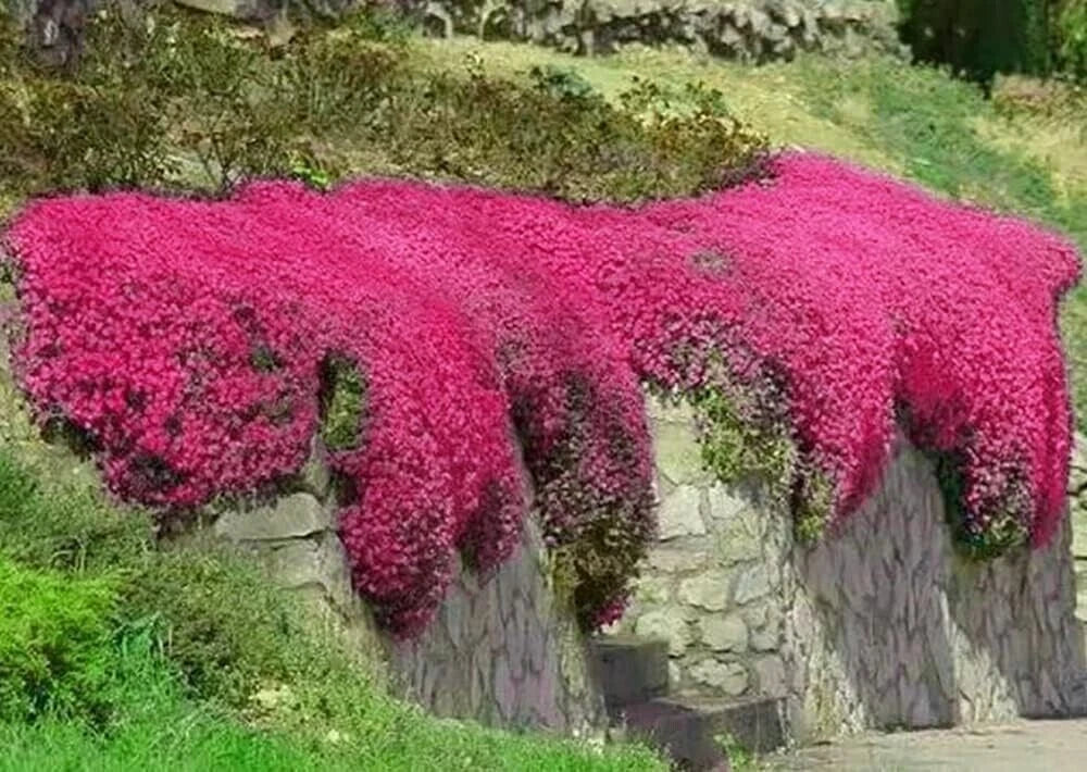 Red Creeping Thyme Seeds - 500+ Non-GMO Groundcover Seeds, Thymus serpyllum, Aromatic, Drought-Resistant, Perennial, Low-Growing