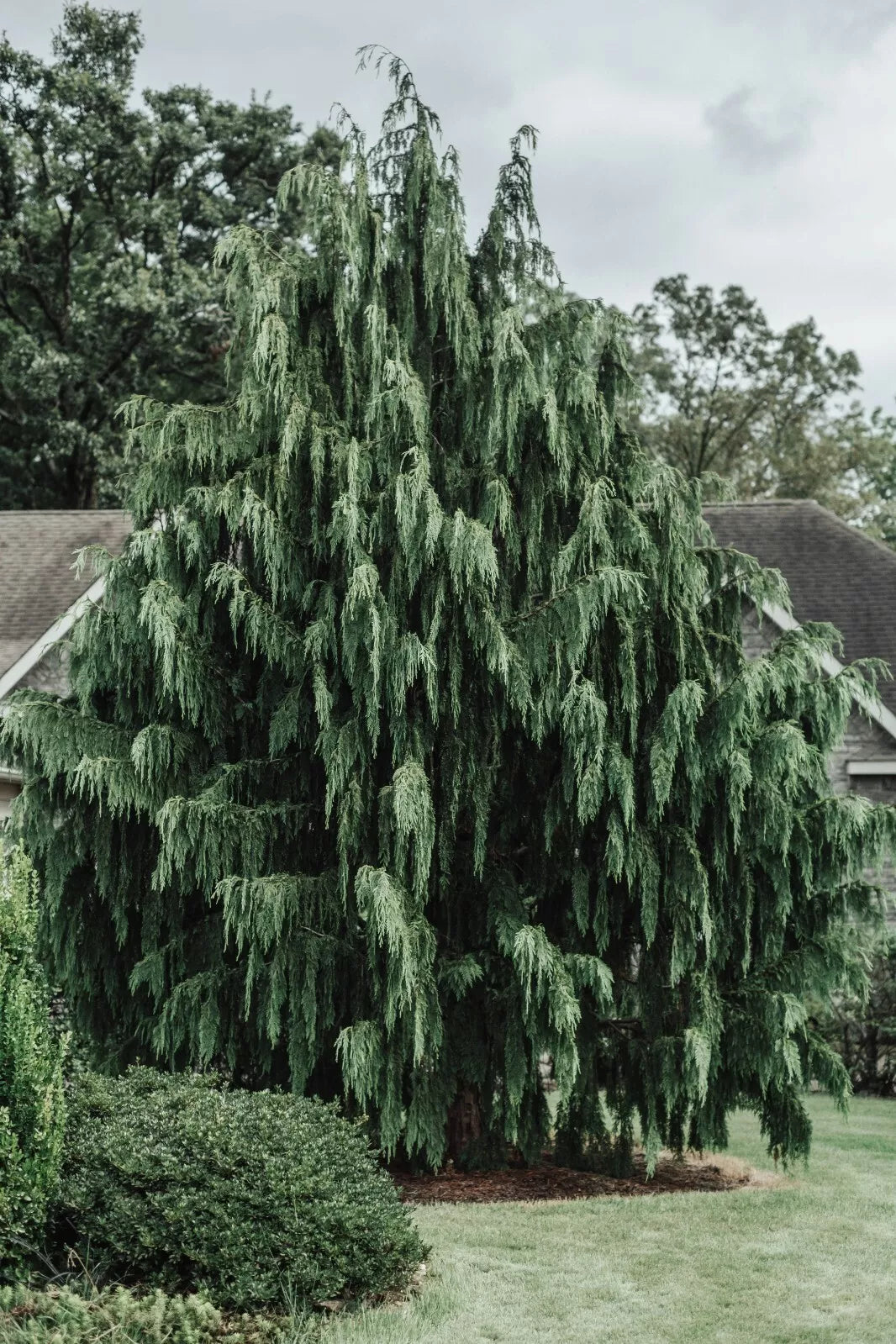 Port Orford Cedar Tree Seeds – 25+ Chamaecyparis lawsoniana Evergreen Conifer for Landscaping & Reforestation