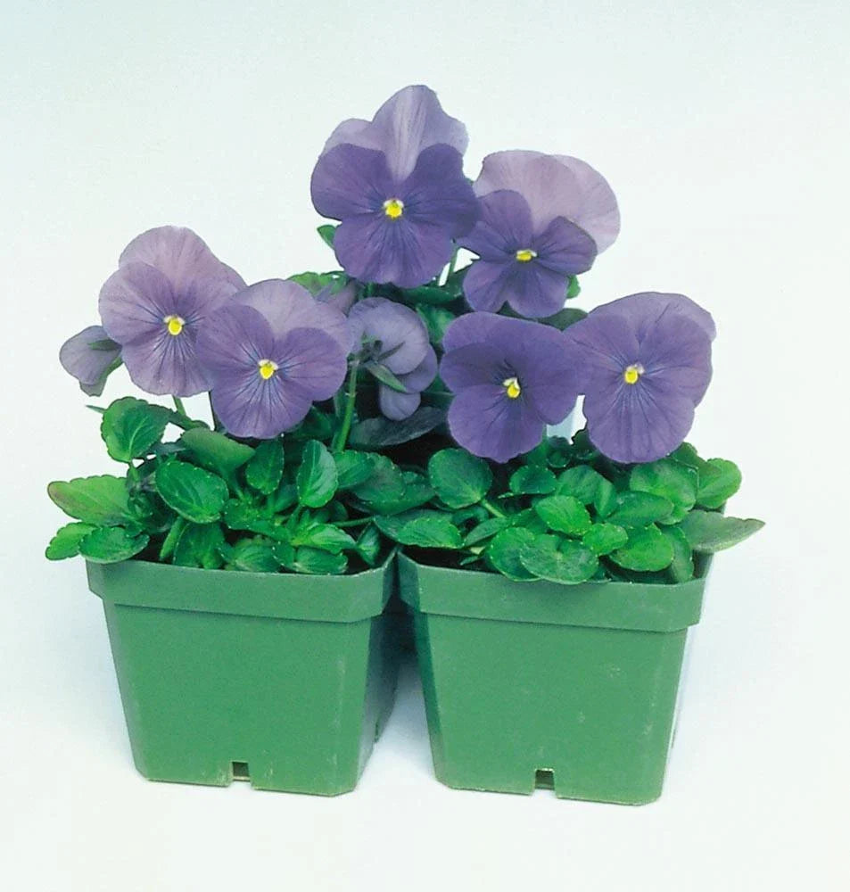 Pansy Seeds 50 Count - Delta Premium True Blue Viola wittrockiana for Garden Beds & Containers