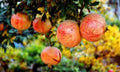 Pomegranate Seeds 30+ Tunisia Crystal Soft Variety Punica granatum for Home Garden, Patio, Ornamental Tree