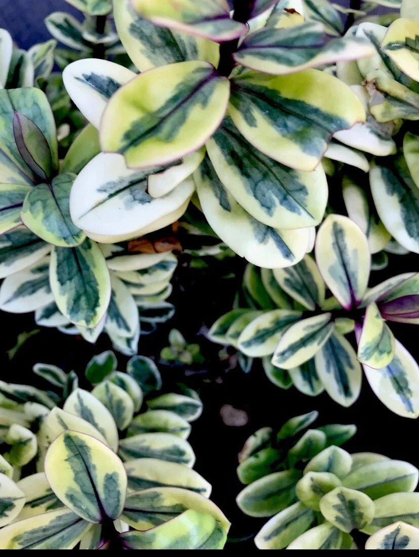 Hebe Plant 4" Variegated Leaves Veronica c. franciscana