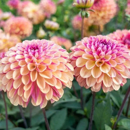 Palmares Dahlia Seeds - 25 Perennial Flowering Seeds for Garden Borders & Cut Flowers - Dahlia pinnata
