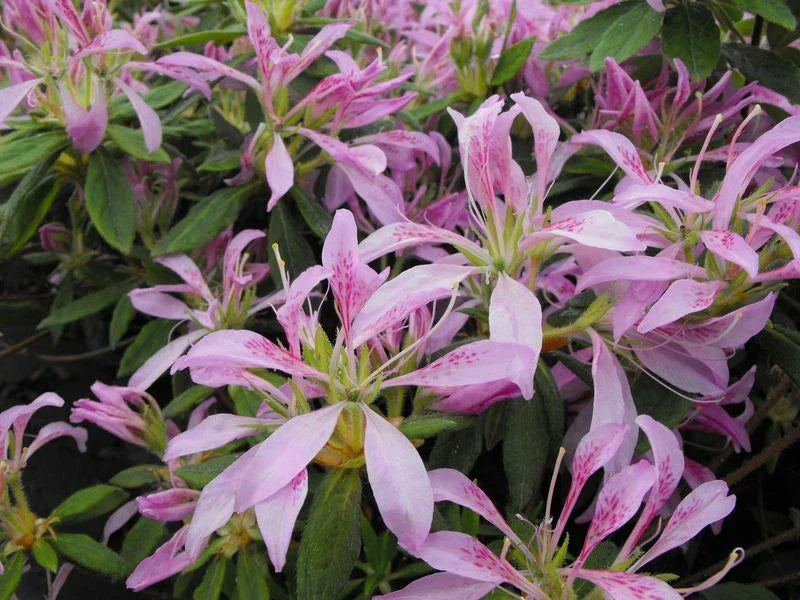 Koromo Shikibu Azalea Starter Plant - Rare Deciduous Rhododendron