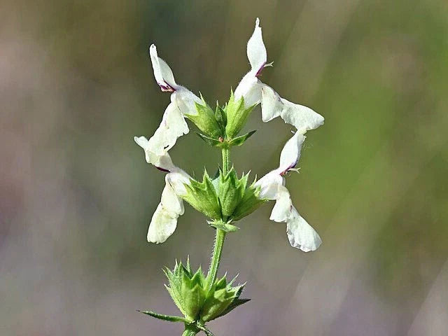 Stiff Hedgenettle Seeds 20 Pack | Perennial Herb | Stachys recta | Drought-Tolerant, Pollinator-Friendly Garden Plant