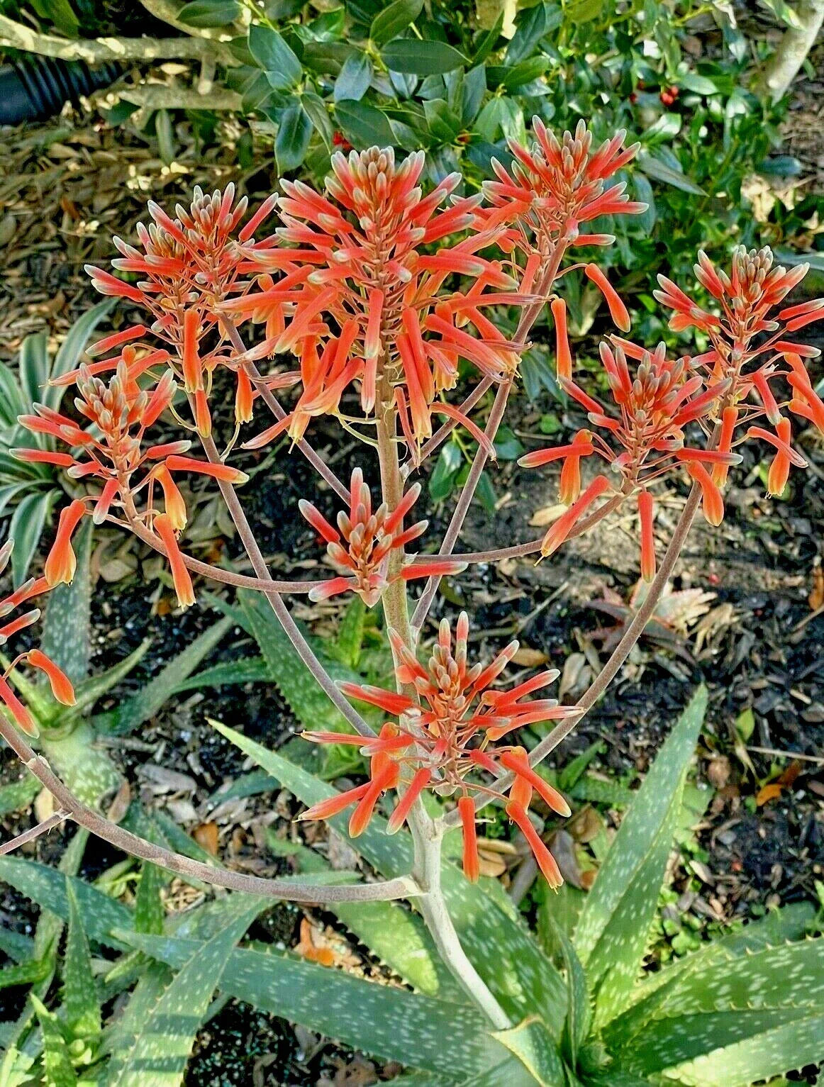 Zebra Maculata Aloe Bare Root Plant 10-12" with Red Orange Flowers, Succulent, Aloe maculata