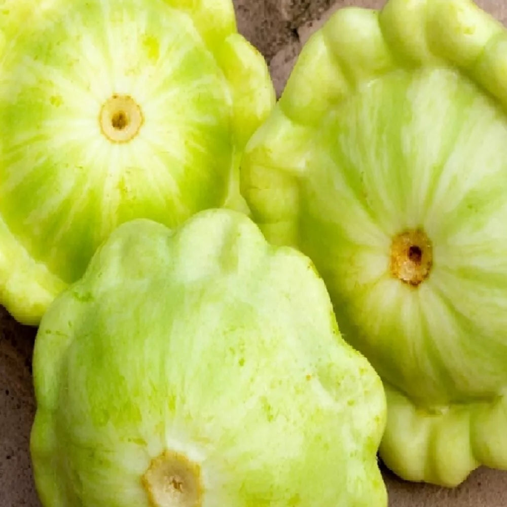 Bennings Green Tint Summer Squash Seeds | Heirloom, Non-GMO, Cucurbita pepo Vegetable Seeds