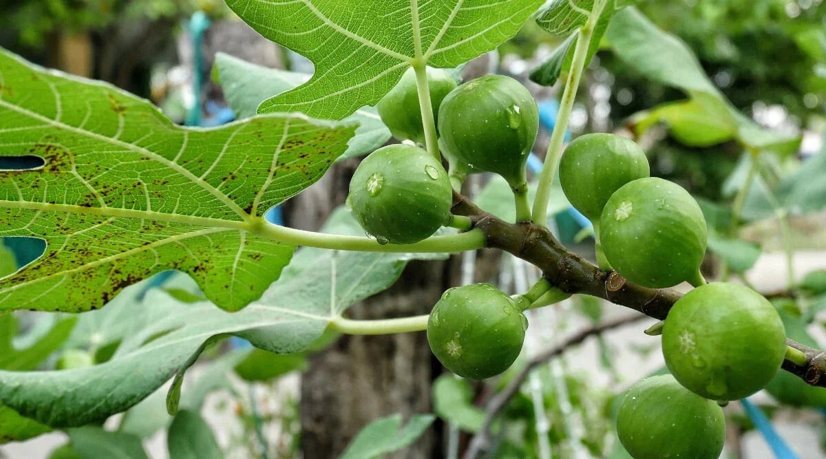 Sierra Fig Seeds - 100+ Ficus carica Fruit Tree Seeds for Garden Planting, Non-GMO, USA Grown
