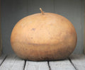Bushel Gourd Seeds - 25+ Fresh Lagenaria siceraria for Crafts, Decor & Gardening