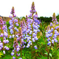 Lupine Seeds Blue Bonnet Perennial Variety - Lupinus Perennis Sundial - Non-GMO, Pollinator-Friendly, Easy to Grow