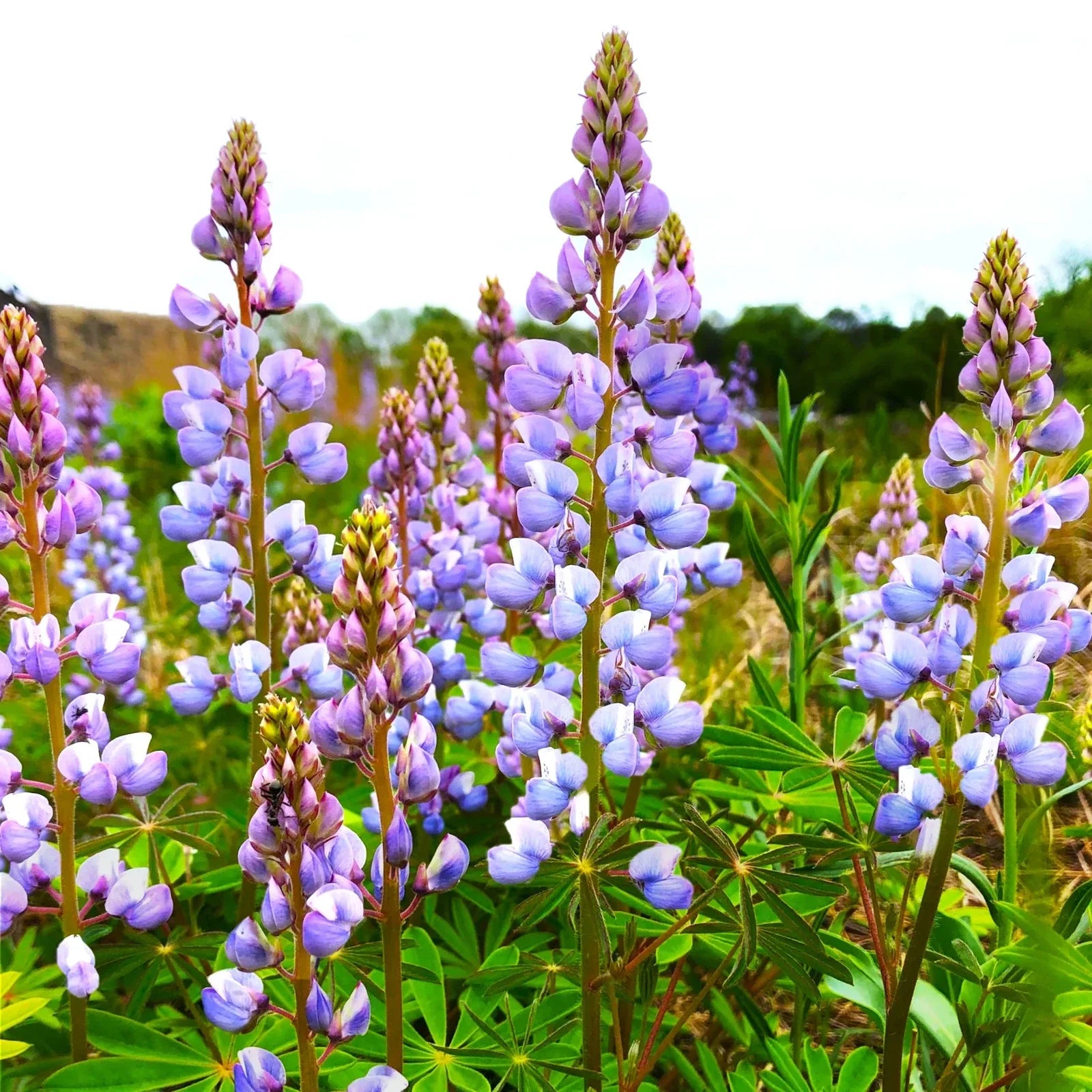 Lupine Seeds Blue Bonnet Perennial Variety - Lupinus Perennis Sundial - Non-GMO, Pollinator-Friendly, Easy to Grow