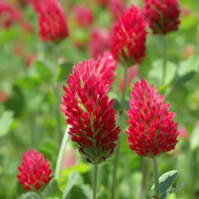 Crimson Clover Seeds - Italian Blood Red - Cover Crop & Wildflower - Trifolium incarnatum, Annual Plant for Spring Planting