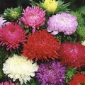 Aster Seeds - 200 Mixed Colors - Peony Duchess Variety - Non-GMO - Perennial Flowers for Garden, Borders & Cut Flowers