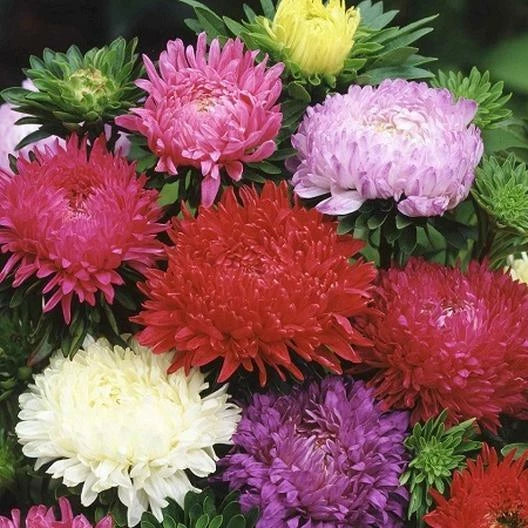 Aster Seeds - 200 Mixed Colors - Peony Duchess Variety - Non-GMO - Perennial Flowers for Garden, Borders & Cut Flowers