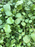 10pcs Watercress Live Plants with Roots | Edible Vegetables | Nasturtium officinale | Fresh, Nutrient-Rich Herb