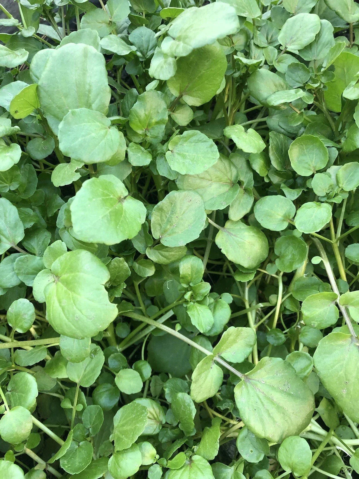 10pcs Watercress Live Plants with Roots | Edible Vegetables | Nasturtium officinale | Fresh, Nutrient-Rich Herb