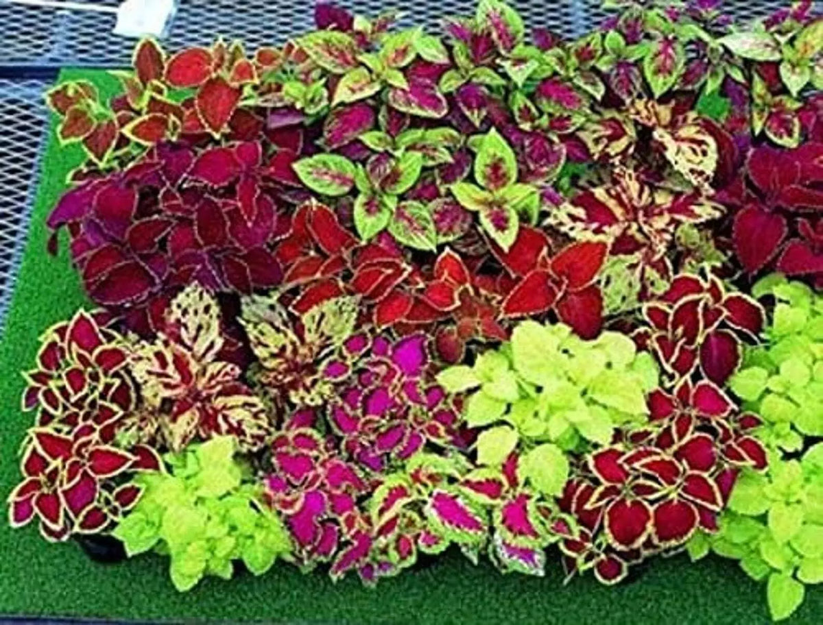 Coleus Seeds 1000 Count Jazz Combo Mix Colorful Foliage for Gardens & Containers Coleus blumei