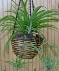 Green Spider Plant Bare Root Pup - Chlorophytum comosum Indoor Houseplant, Air Purifying, Non-Toxic Pet Safe