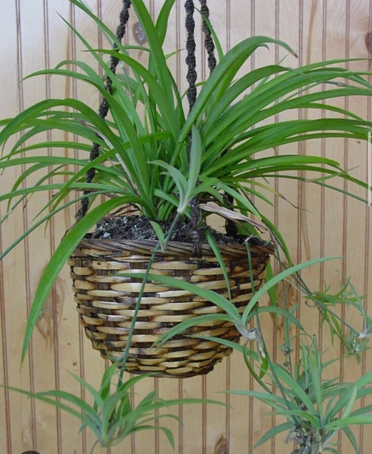 Green Spider Plant Bare Root Pup - Chlorophytum comosum Indoor Houseplant, Air Purifying, Non-Toxic Pet Safe
