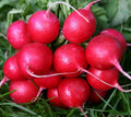 Radish Seeds, Cherry Belle Early Variety, 180 Count, White Inside, Raphanus sativus, Fast-Growing, Non-GMO, USA GroCo