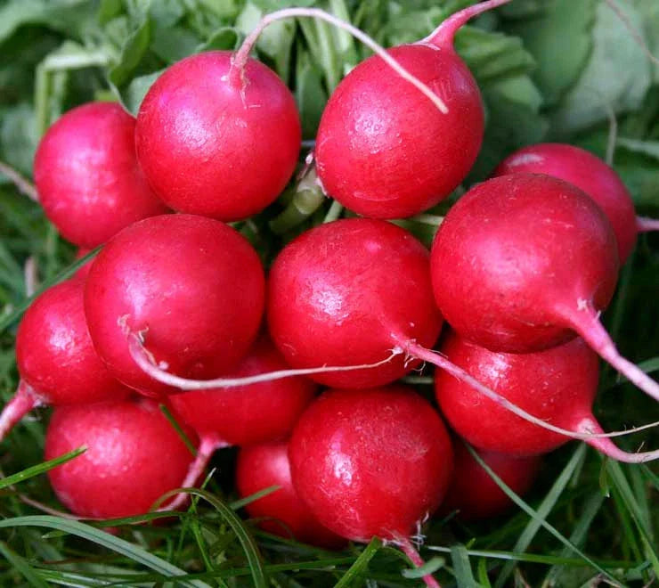 Radish Seeds, Cherry Belle Early Variety, 180 Count, White Inside, Raphanus sativus, Fast-Growing, Non-GMO, USA GroCo