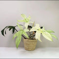 Philodendron Cutting Florida Ghost Rare Indoor Plant Philodendron 'Florida Ghost'