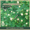 Buttonbush Cuttings 12" Cephalanthus occidentalis Native Wetland Plant