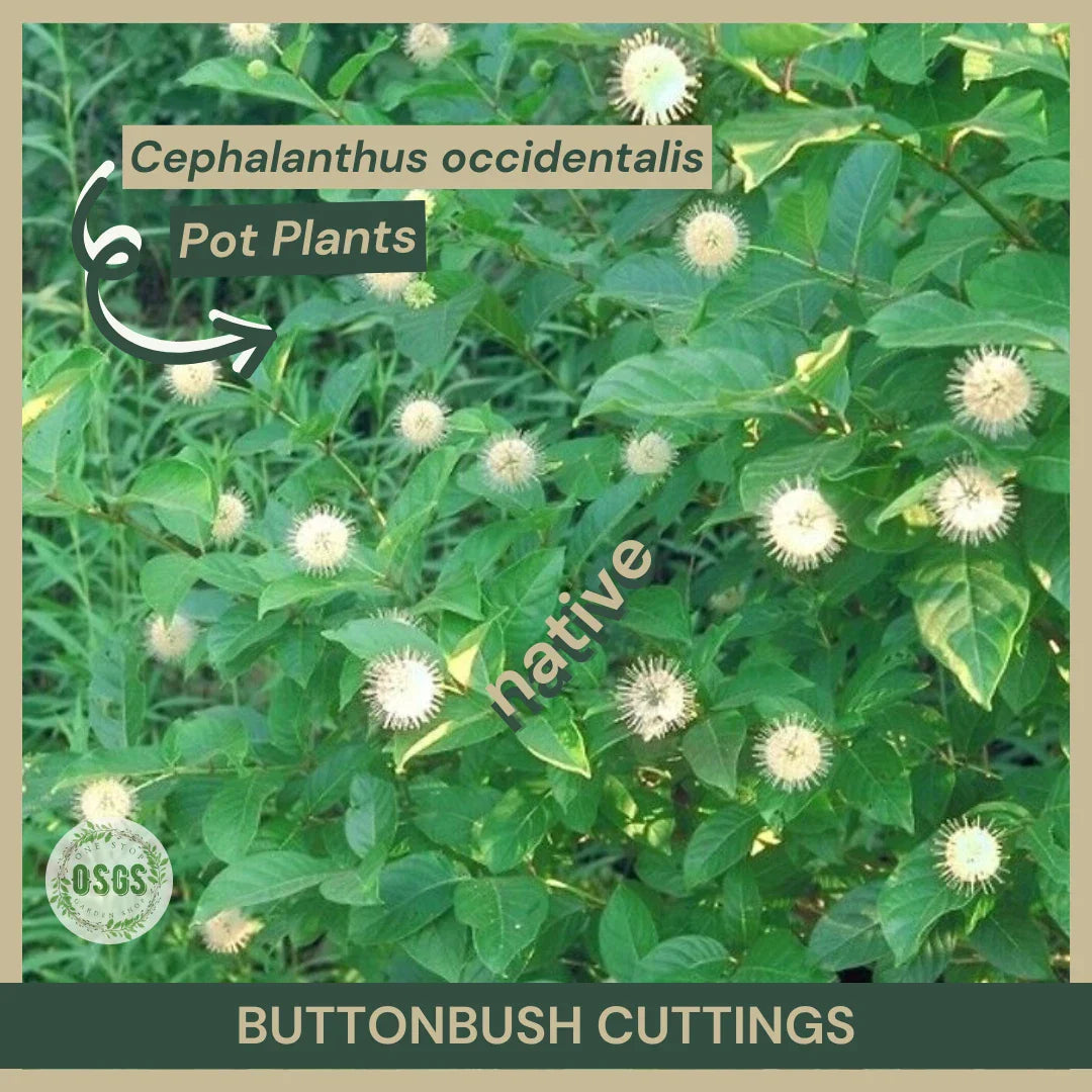 Buttonbush Cuttings 12" Cephalanthus occidentalis Native Wetland Plant