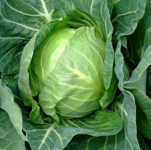 Cabbage Seeds 150 Count Packet Copenhagen Market Brassica oleracea var. capitata Non-GMO Heirloom Vegetables