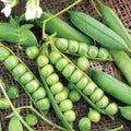 Little Marvel Garden Pea Seeds - Compact Semi-Dwarf Shelling Variety, NON-GMO Pisum sativum Seeds for Container & Small Gardens
