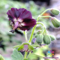 Taff's Jester Geranium Seeds - 25+ Pack, Colorful Pelargonium x hortorum for Garden, Containers & Hanging Baskets