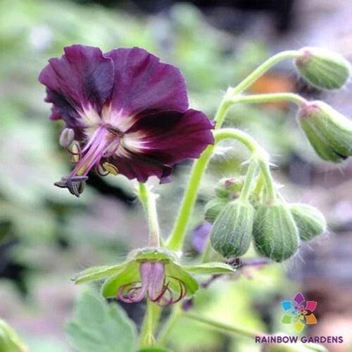 Taff's Jester Geranium Seeds - 25+ Pack, Colorful Pelargonium x hortorum for Garden, Containers & Hanging Baskets