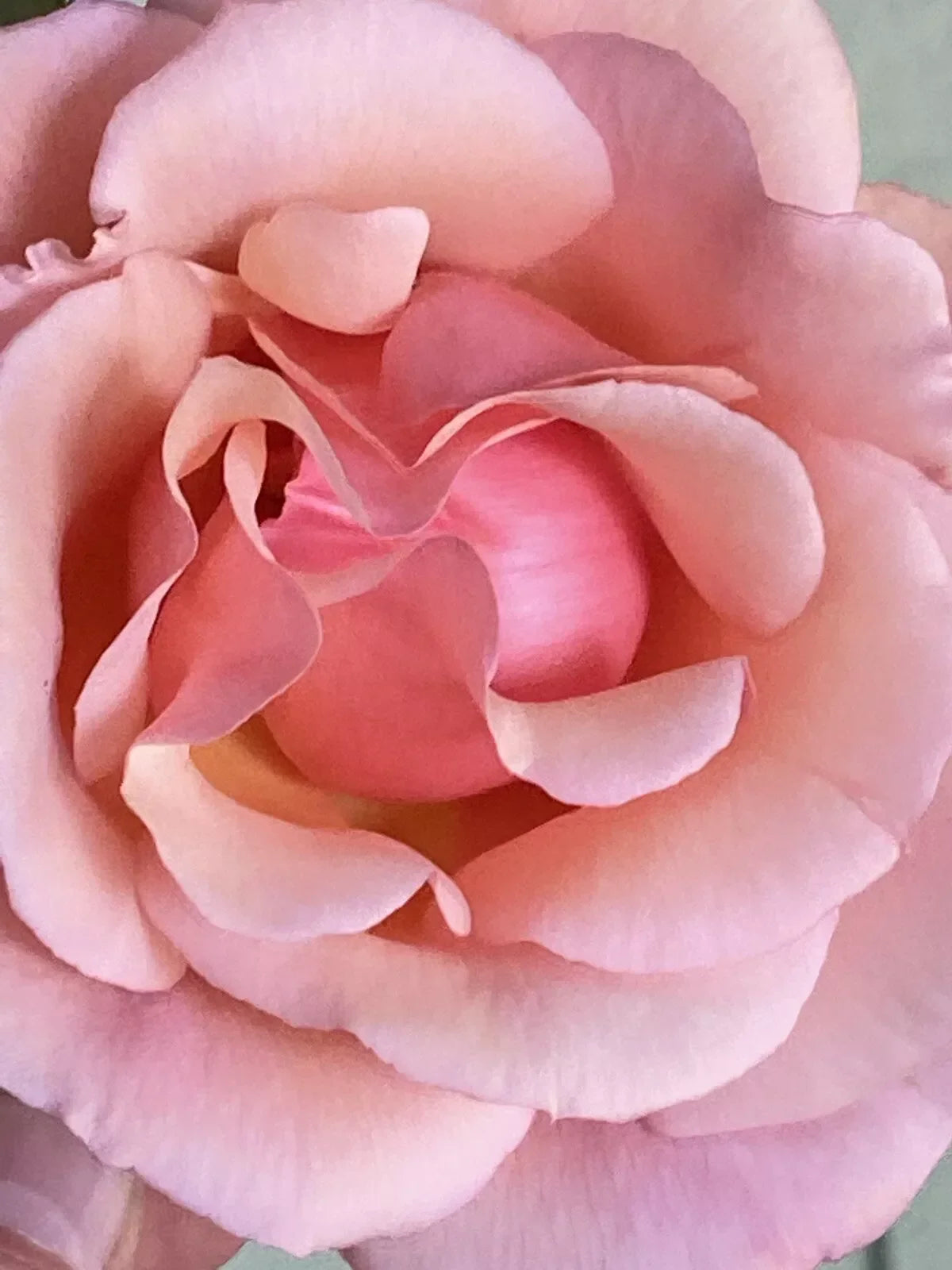 Heirloom Apricot Rose Cuttings - Six Stems, Fragrant Blooms, Rosa 'Apricot' for Garden Propagation