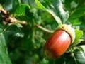 Red Oak Tree Seeds - Quercus rubra - Native Hardwood for Planting, Deciduous, Large Landscape, Shade Tree, 10 Pack