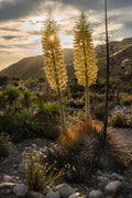 50 Our Lord's Candle Yucca Seeds | Chaparral Whipplei | Drought-Tolerant Perennial Seeds | Native to USA