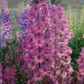 Delphinium Seeds 50 Pack - Pacific Giant Series Astolat Variety, Tall Symmetrical Flowers, Delphinium elatum