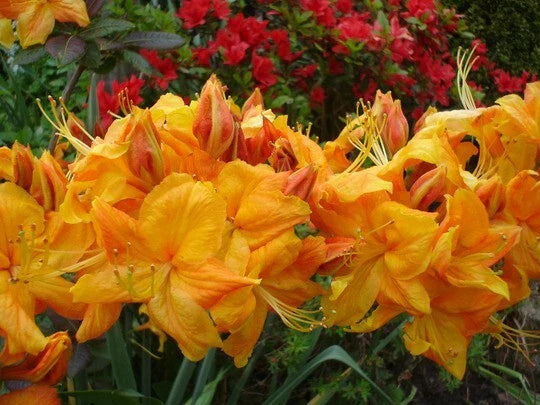 Azalea Starter Plant - Klondyke Variety - Well-Rooted Rhododendron - Pink Flowers - Compact Bush in Biodegradable Pot