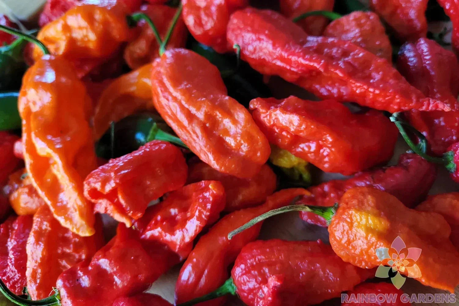 Ghost Hot Pepper Seeds - 25+ Pack, Capsicum chinense, Fiery Heat, Non-GMO, Garden & Container Planting, USA Grown