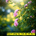 Sweet Drift Rose Bush Live Plant in 1-Gallon Pot, Rosa 'Meidrif' - Compact, Fragrant, Disease-Resistant Outdoor Flowering Shrub