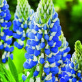 Texas Blue Lupin Seeds Packet of 100 - Lupinus texensis - Vibrant Blue Flowers for Gardens & Pollinator Attracting