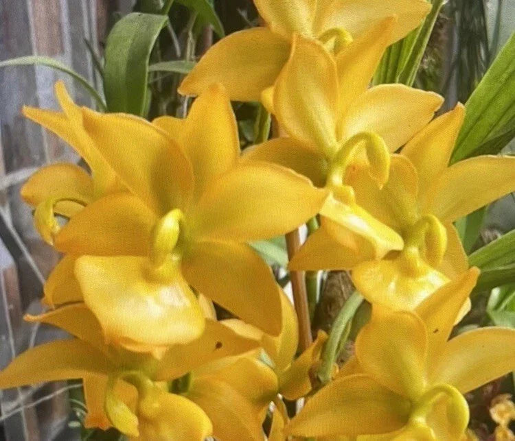 Cycnoches Orchid Bare Root Bulb Taiyhoung No. 1 Smtoga Epiphytic Indoor Outdoor Plant