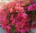 Bougainvillea Starter Plant - Bare Root Plug - Barbara Karst - Vibrant Magenta Flowers - Bougainvillea glabra