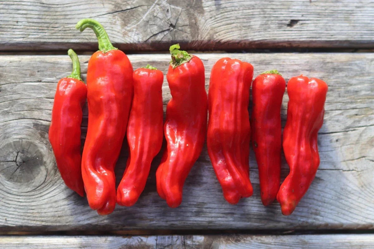 Heirloom Golden Greek Pepperoncini Seeds - 25 Pack, Capsicum annuum, Spicy Peppers for Salads, Pickling & Cooking
