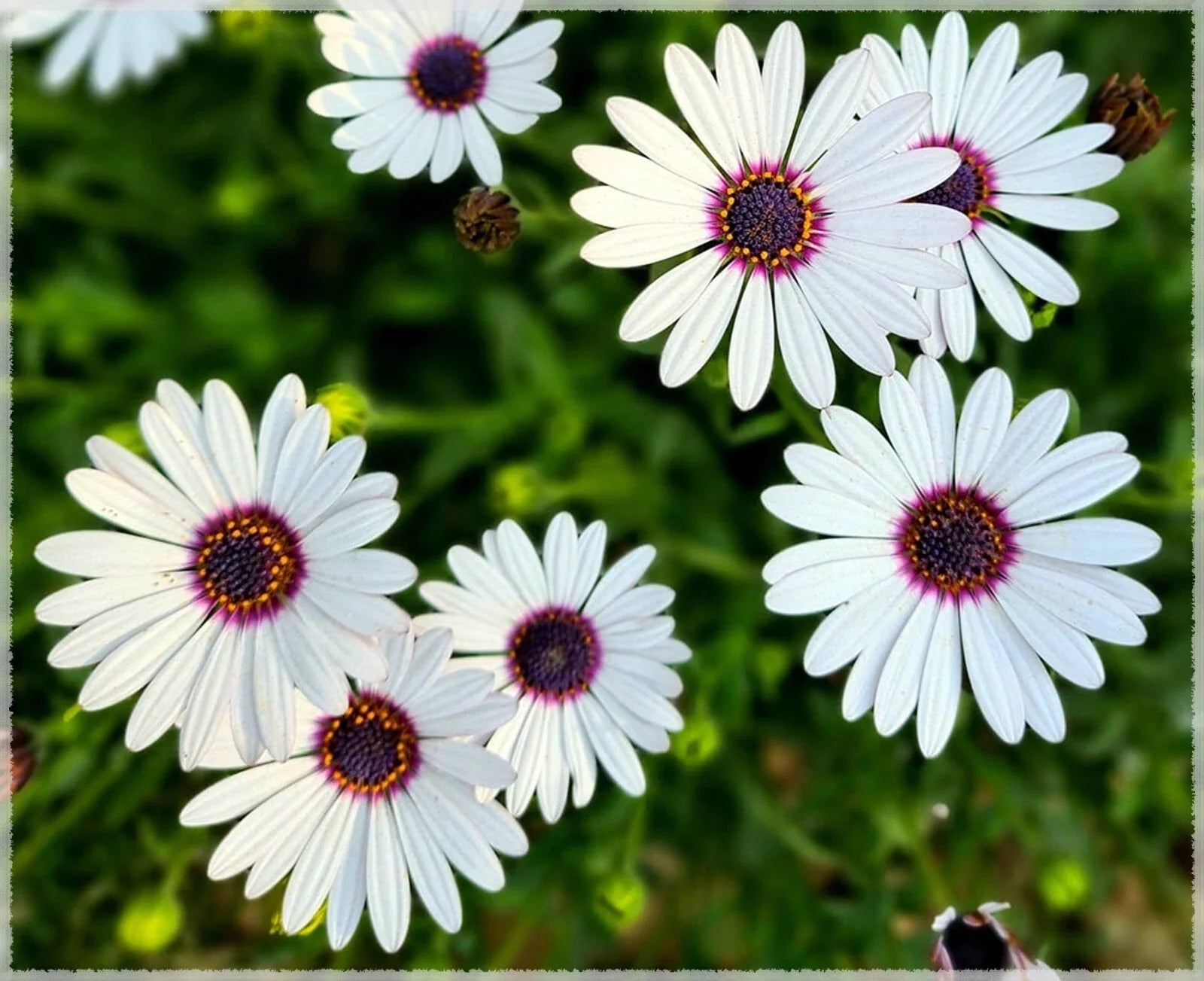 White Cape Daisy Seeds - Trailing African Daisy - Blue-Eyed Flower - Dimorphotheca sinuata Seeds