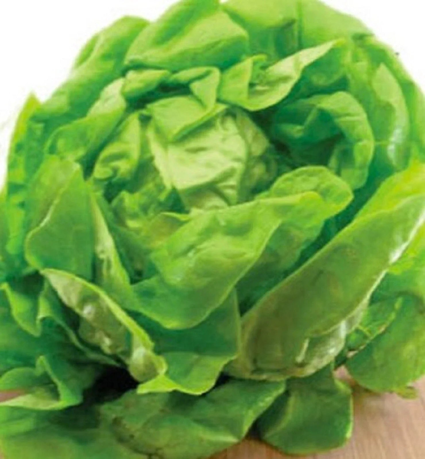 Bibb Lettuce Seeds – Non-GMO, Heirloom, 500+ Seeds for Gardening & Container Planting (Lactuca sativa)