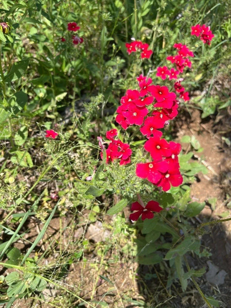 Red Scarlet Phlox Seeds - 500+ Count, Attracts Bees & Butterflies, Phlox drummondii, Flower Seeds for Garden, Full Sun to Partial Shade